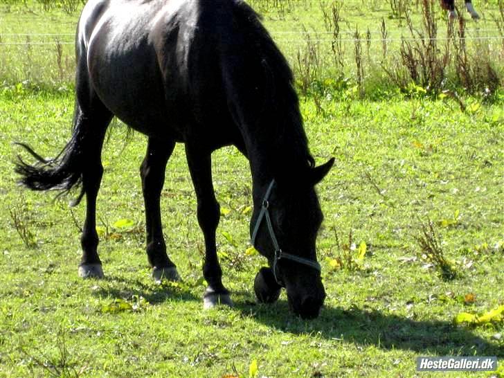 New Forest Sheila [*elevpony*] SOLGT - 10) Smukkepigen i det dejlige grønne græs :D <3 FOTO: Mathilde Andersen - tak for lån :D <3 billede 10