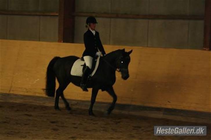 New Forest Sheila [*elevpony*] SOLGT - 12) Sofie rider Sheila til stævne - LC3 <3 Hun er så dygtig. billede 11