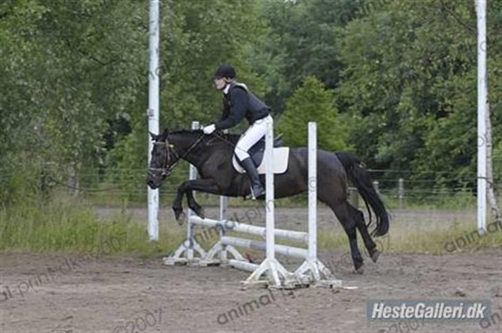 New Forest Sheila [*elevpony*] SOLGT - 13) Sheilamuus :D <3 Den bedste springpony ever :p <3 billede 12