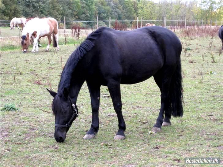 New Forest Sheila [*elevpony*] SOLGT - 14) Sheila på fold :D FOTO: Mathilde Andersen - tak for lån :D <3 billede 13