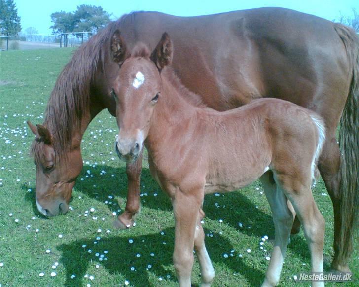 Anden særlig race Starlight - red - Hvor ser han sød ud, som lille (´: Han var selvfølgelig også sød som stor! (: Jeg savner & elsker dig, dreng! <3 Lånt af hans ejer, Trine - tak :) billede 12
