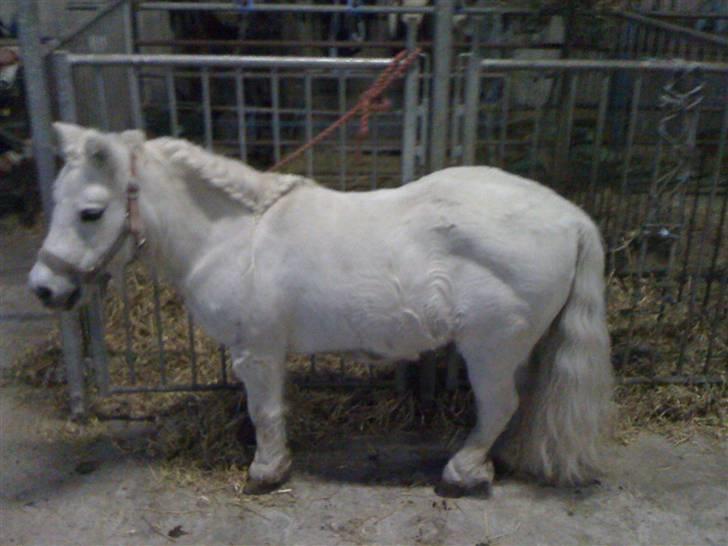 Shetlænder Tøzzen billede 17