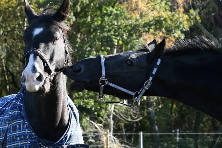 Dansk Varmblod Domingo - "Jeg æder lige din grime, Thuffy" :D Foto: Janie Sparrow billede 16