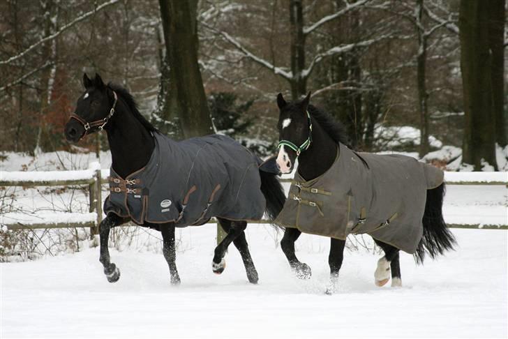 Dansk Varmblod Domingo - Buff & Dom i (næsten) synkrontrav på springbanen : D Foto: Janie Sparrow billede 17