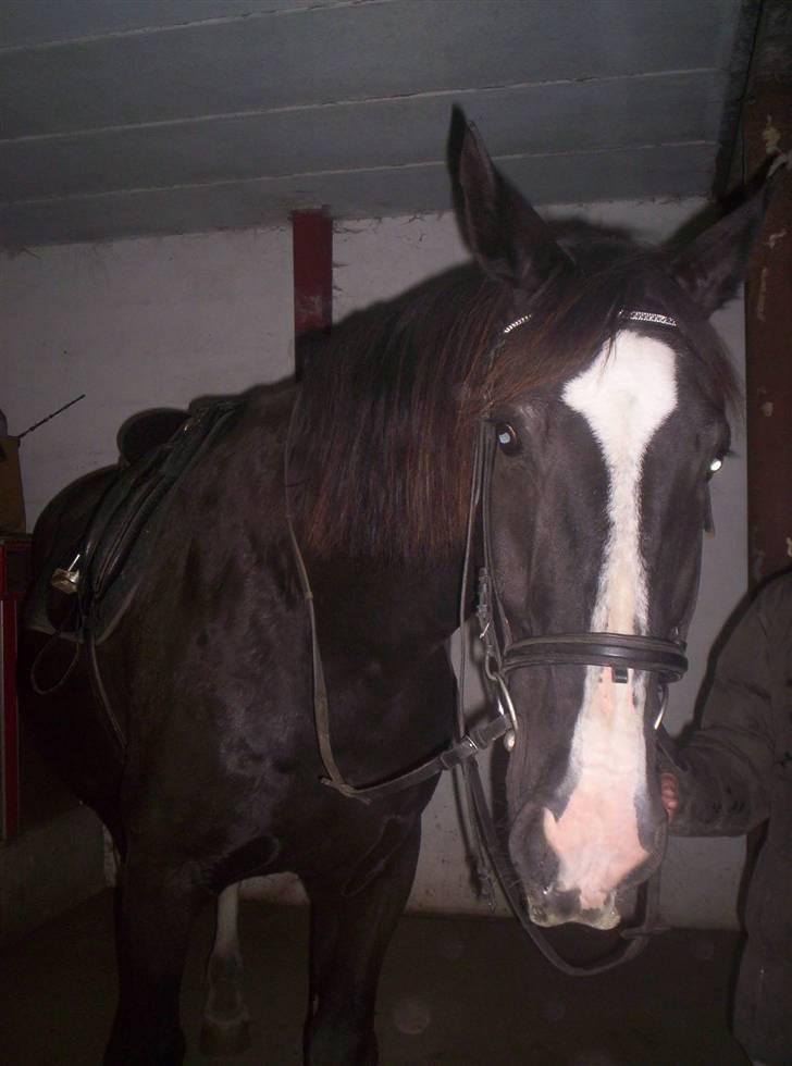 Oldenborg - Shadow  *BASSE. billede 6