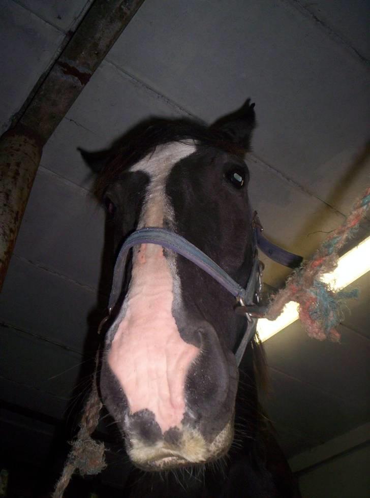 Oldenborg - Shadow  *BASSE. billede 8