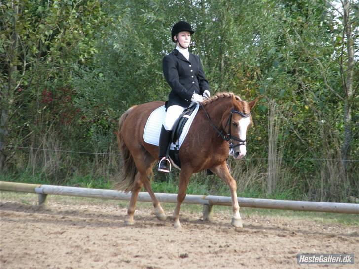 Anden særlig race Chiquita-B-pony *solgt* - Taget af Magda Topolska :) <3 billede 8