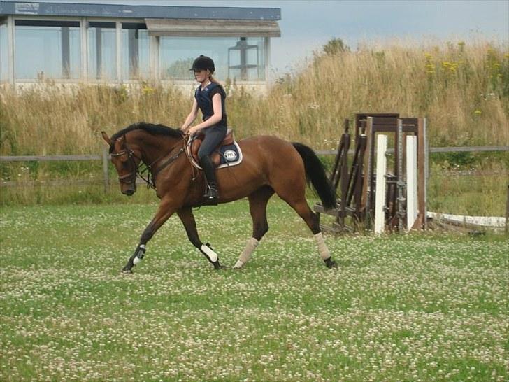 Dansk Varmblod Højvangs Colett - dressur´hest <3 billede 12