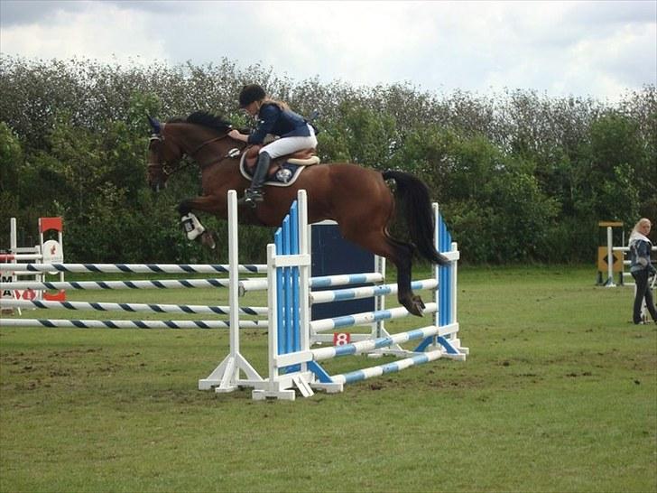 Dansk Varmblod Højvangs Colett - Aalestrup :D .. LC eller LB1*  billede 13