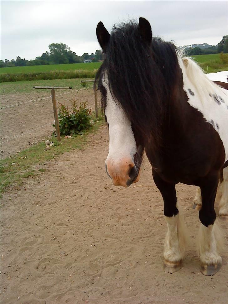 Irish Cob Deepsy billede 1