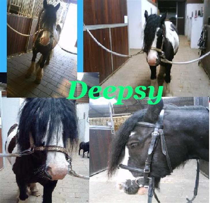 Irish Cob Deepsy billede 2