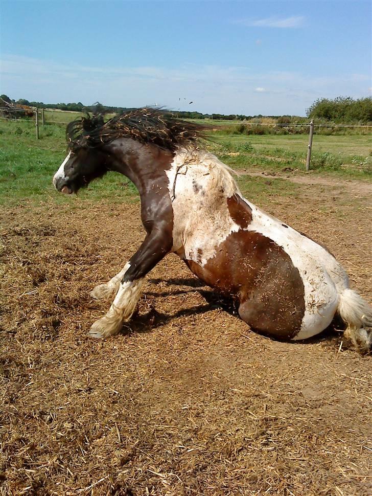 Irish Cob Deepsy billede 3