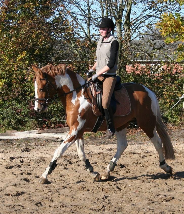 Pinto GP Don Chico Højgård  billede 7