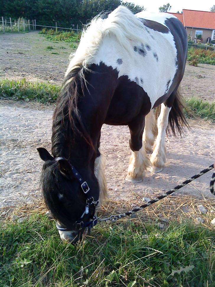 Irish Cob Deepsy billede 5