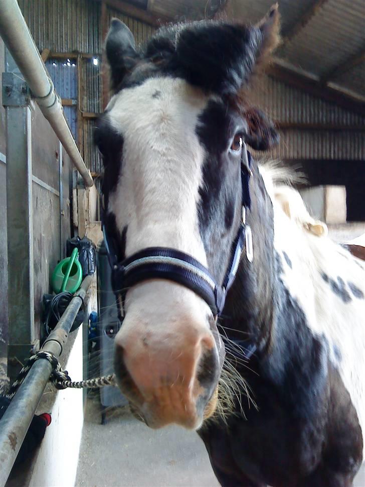 Irish Cob Deepsy billede 6