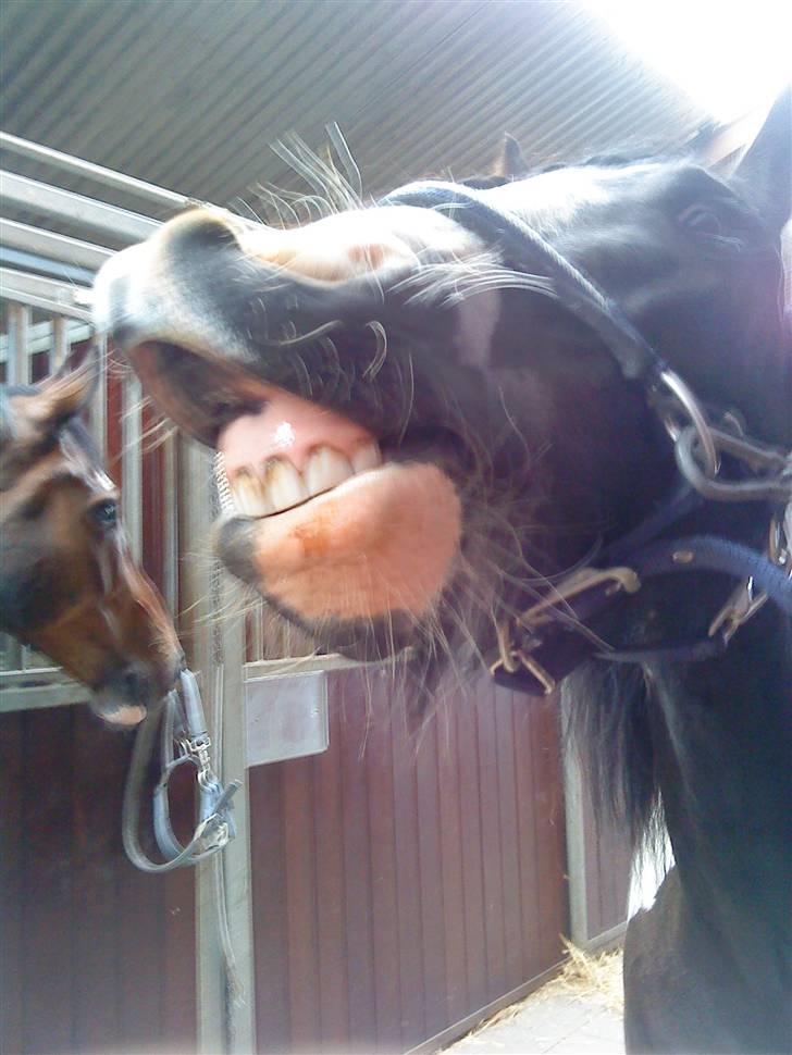 Irish Cob Deepsy billede 8