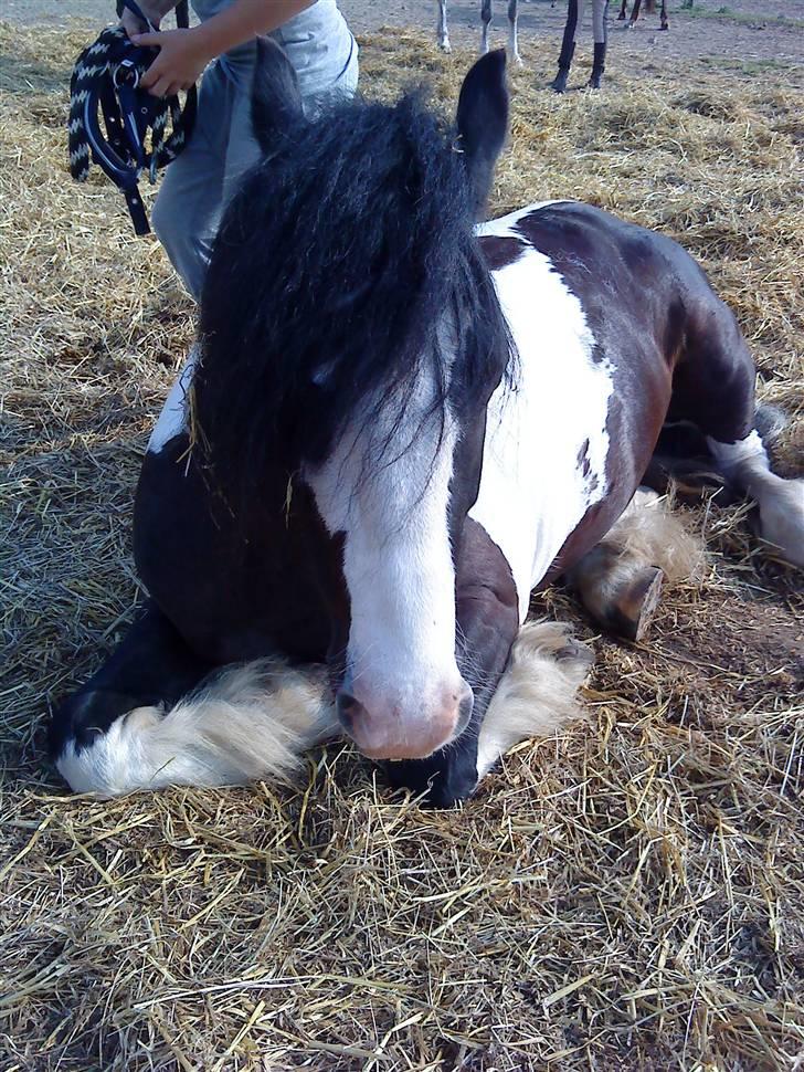 Irish Cob Deepsy billede 10