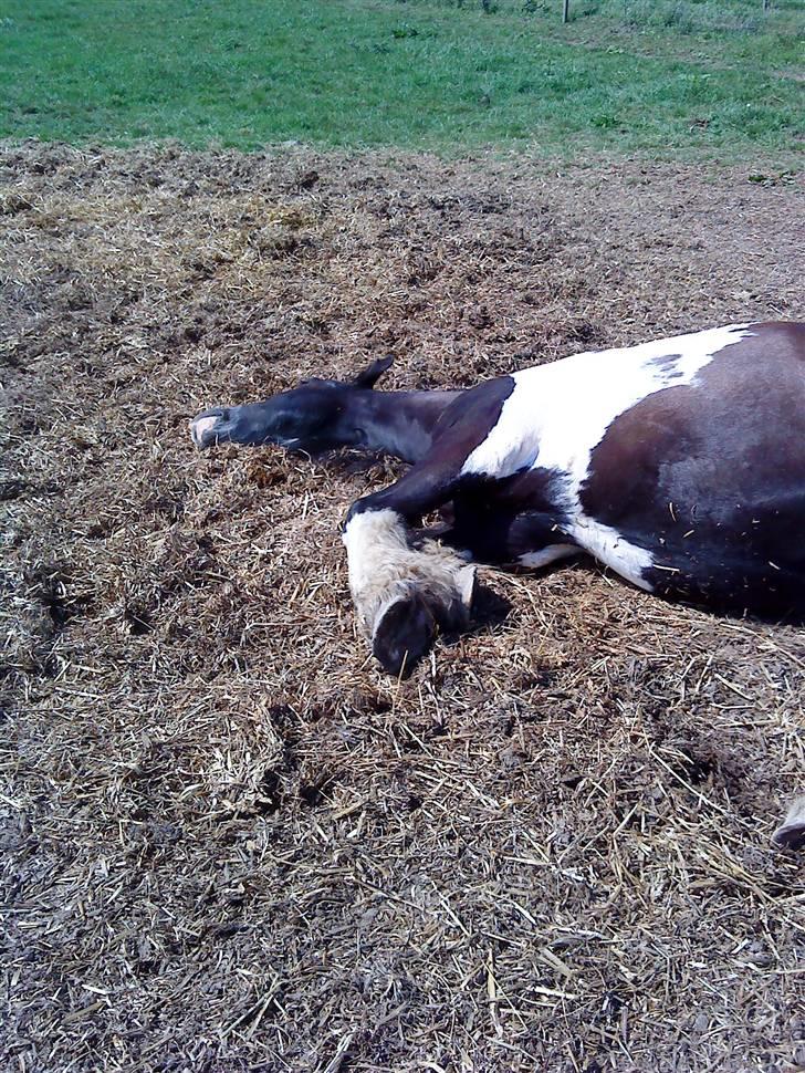 Irish Cob Deepsy billede 11