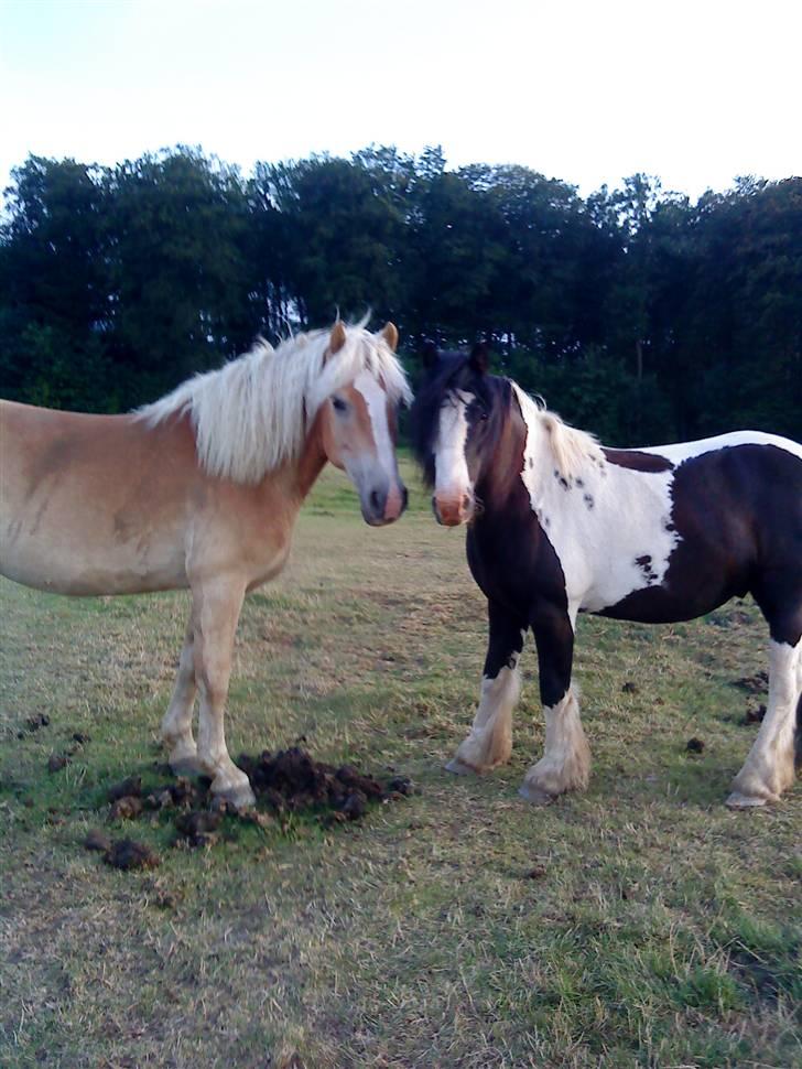 Irish Cob Deepsy billede 12