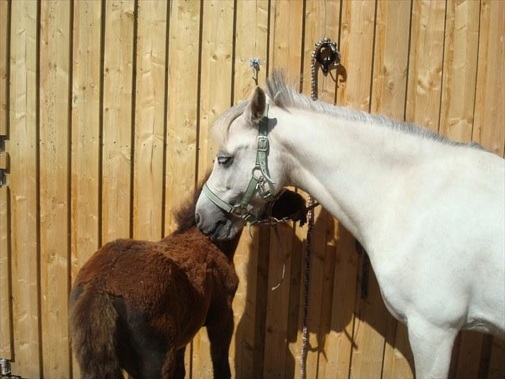 Anden særlig race Perle<3 R.I.P. - Nurh. Perle nusser lille Pina. billede 3