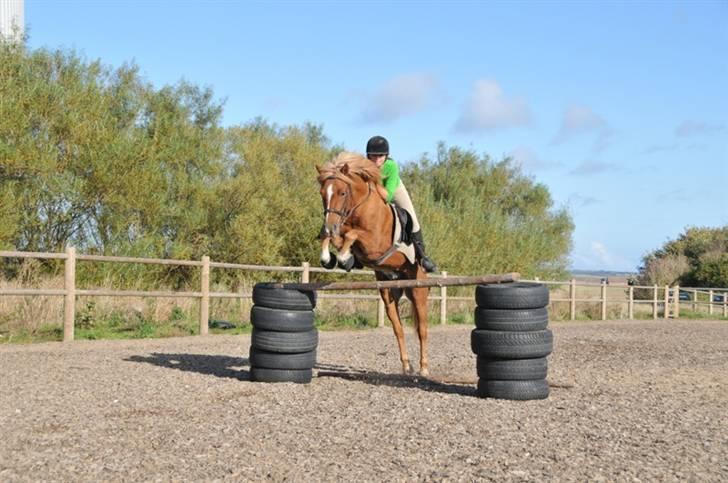 Anden særlig race Højvangen´s Lukas<3 billede 5