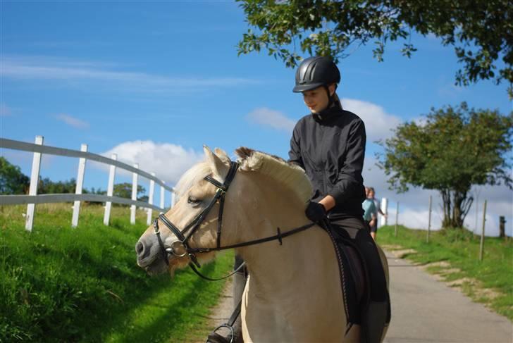 Fjordhest Ågerupgaards Kikki opsagt - Fordi vi er seje <3 Foto-Anna Benfeldt billede 1