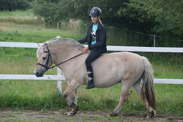 Fjordhest Ågerupgaards Kikki opsagt - fordi du var så sød på min fødselsdag :D billede 3