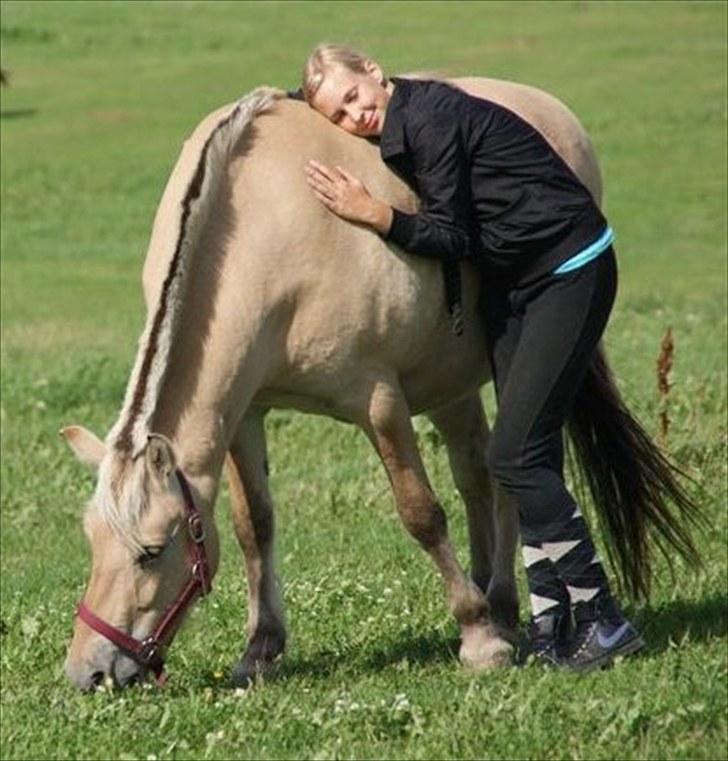 Fjordhest Ågerupgaards Kikki opsagt - fordi jeg elsker dig hyp <3 billede 5