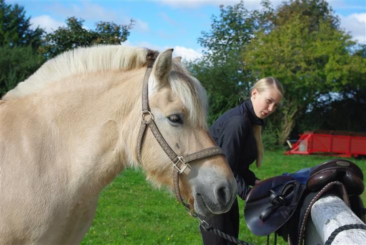 Fjordhest Ågerupgaards Kikki opsagt - Foto-Anna Benfeldt billede 7