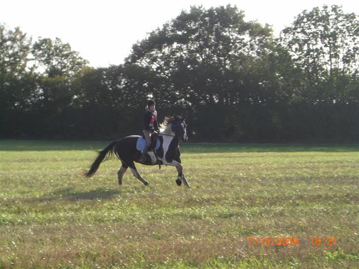 Anden særlig race Ronja - Lidt galop på stubmarken :D {Foto: Pernille} billede 3