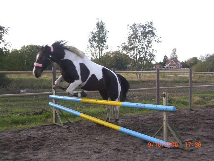 Anden særlig race Ronja - Løsspringning for første gang med den dejlige tøs :´) {Foto: Pernille} billede 4