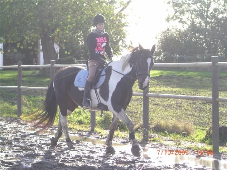 Anden særlig race Ronja - Trav på banen :) Det ser ikke så godt ud.. {Foto: Pernille} billede 7