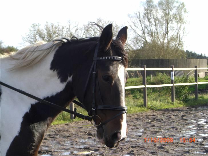 Anden særlig race Ronja - Ronjas smukke hoved.. (´; {Foto: Pernille} billede 8