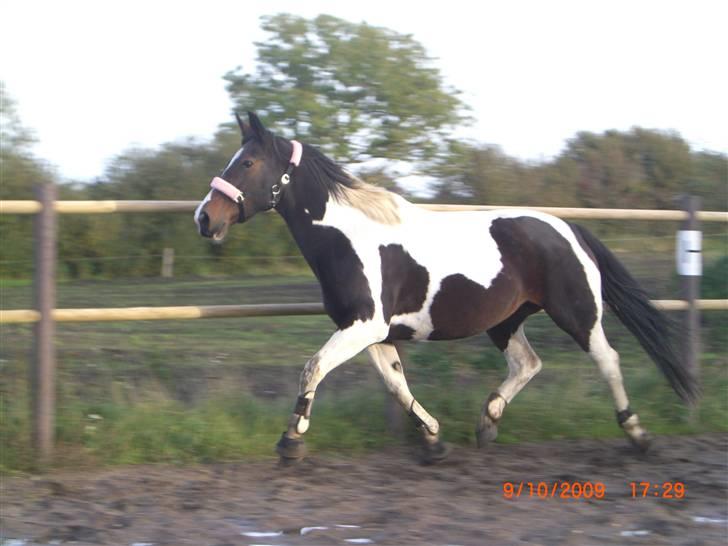Anden særlig race Ronja - Løs på banen (: {Foto: Pernille} billede 9