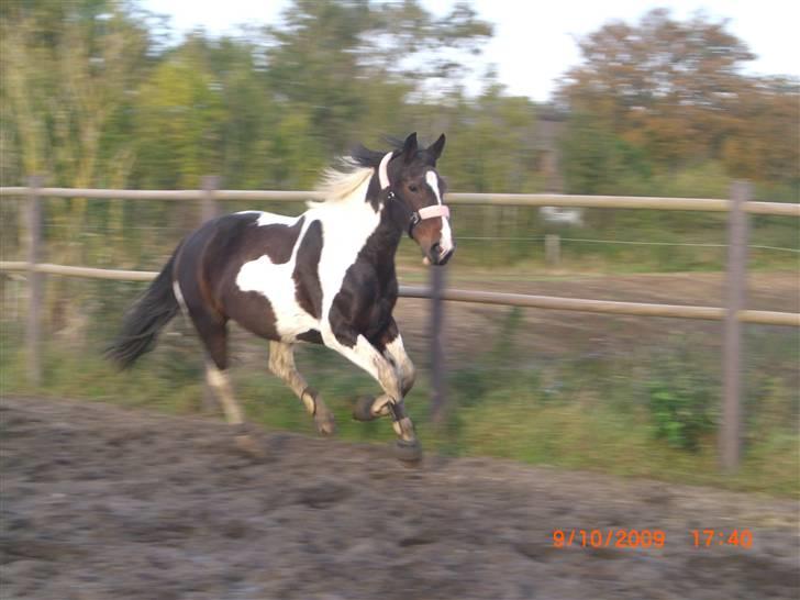 Anden særlig race Ronja - Løs på banen (: {Foto: Pernille} billede 10