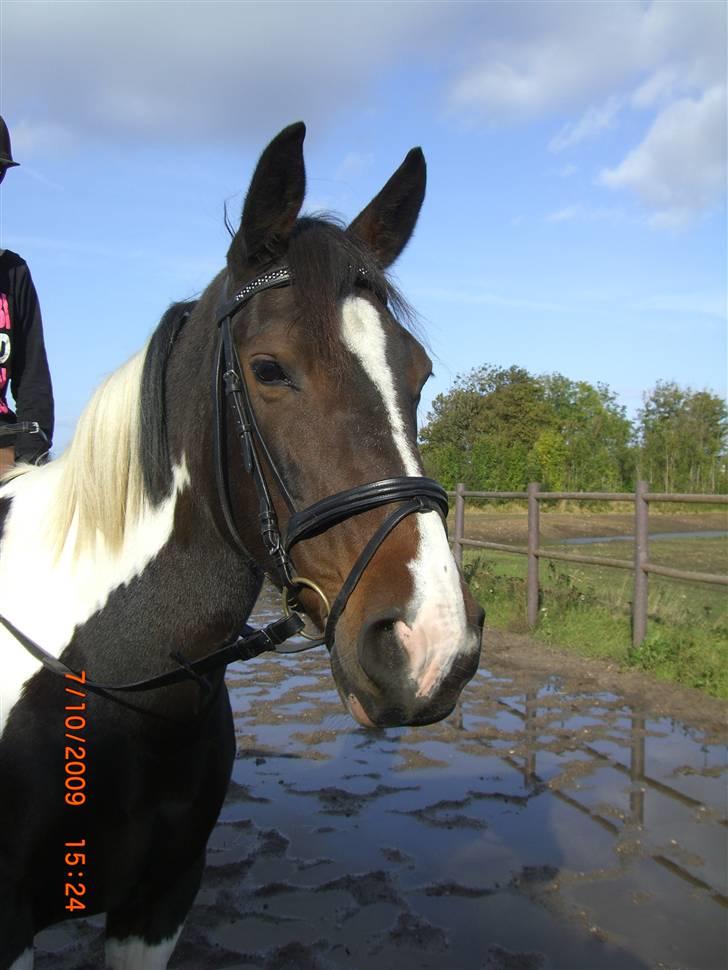 Anden særlig race Ronja - Smukke i; {Foto: Pernille} billede 13
