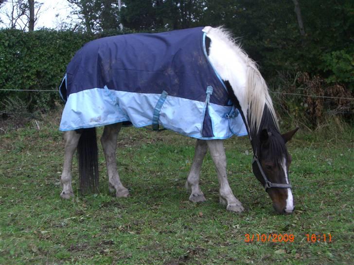 Anden særlig race Ronja - På folden :)<3 {Foto: Mig} billede 16