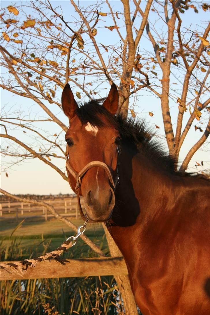 Fuldblod (XX) Duncan xx R.I.P billede 1