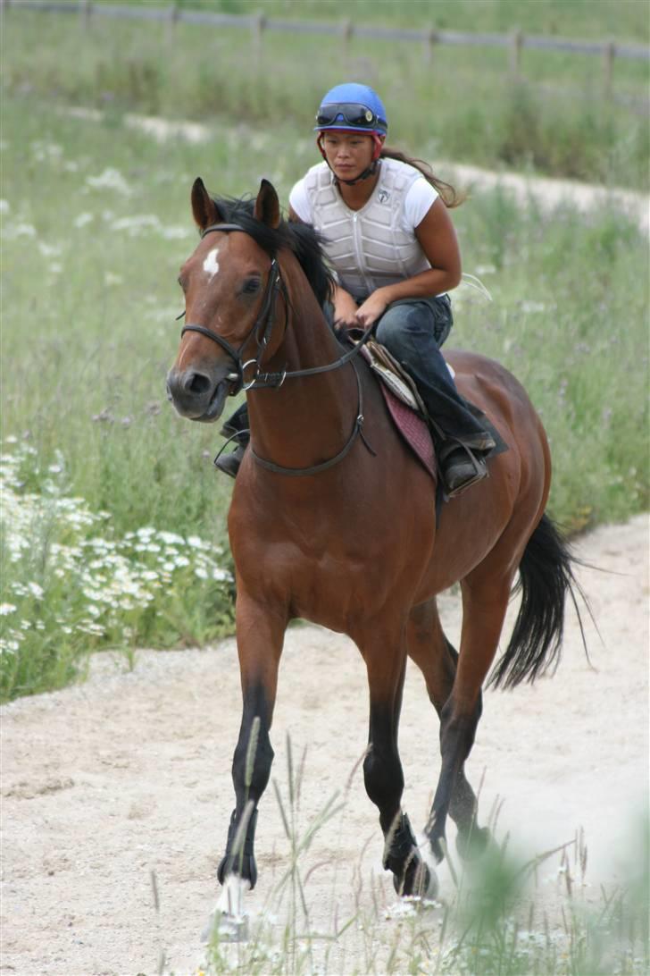 Fuldblod (XX) Duncan xx R.I.P billede 2