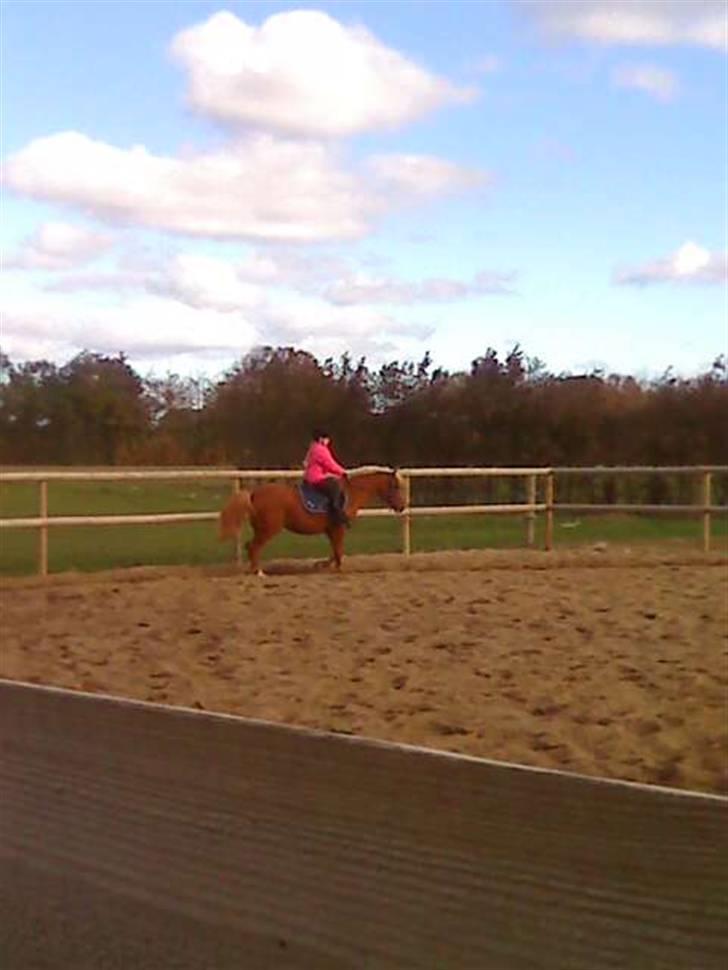 DSP sunshine (part) - første gang Trine rider på hende  billede 11