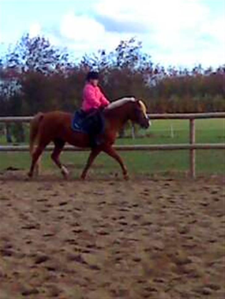 DSP sunshine (part) - første gang Trine rider på hende  billede 4