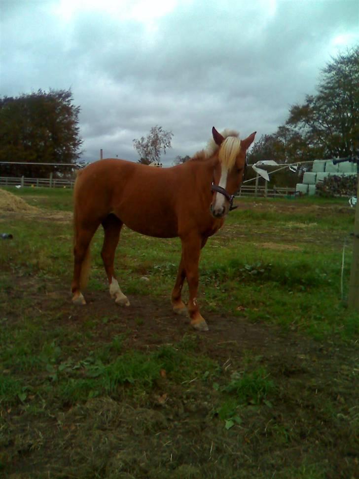 DSP sunshine (part) billede 5