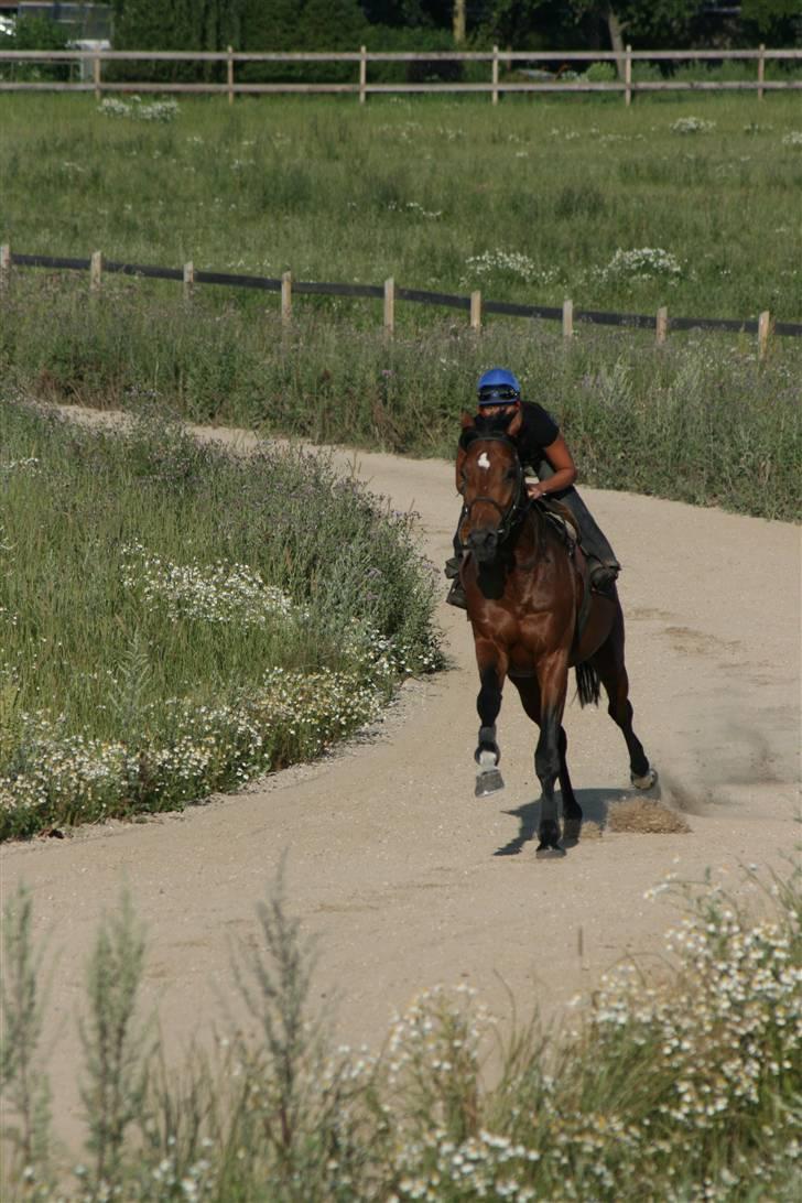 Fuldblod (XX) Duncan xx R.I.P billede 3