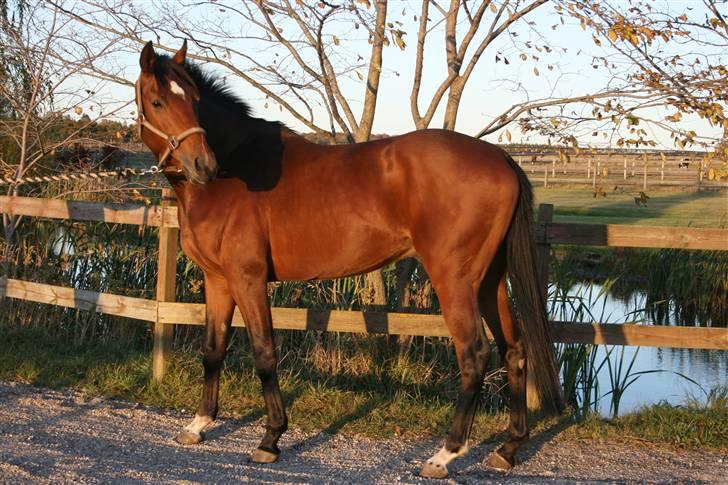 Fuldblod (XX) Duncan xx R.I.P billede 4