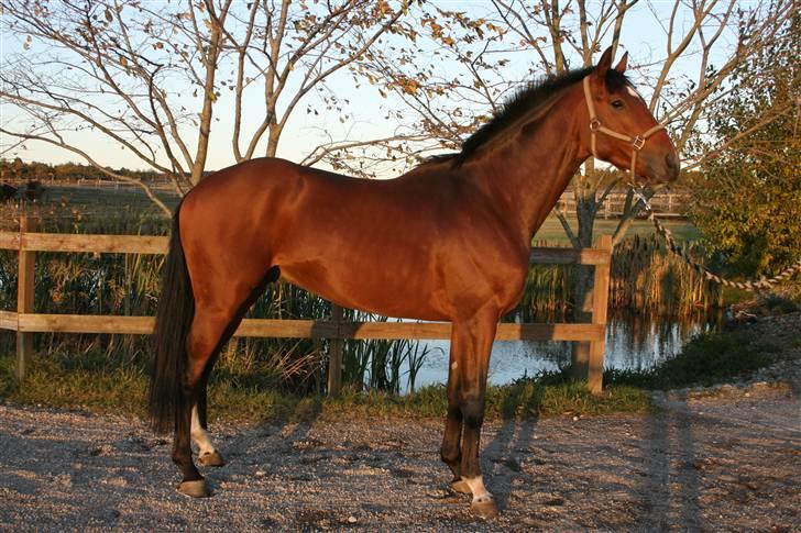 Fuldblod (XX) Duncan xx R.I.P billede 5