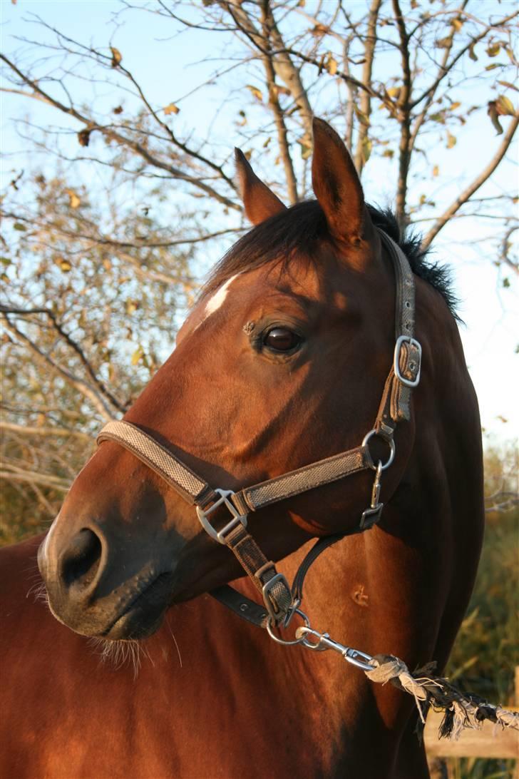 Fuldblod (XX) Duncan xx R.I.P billede 6