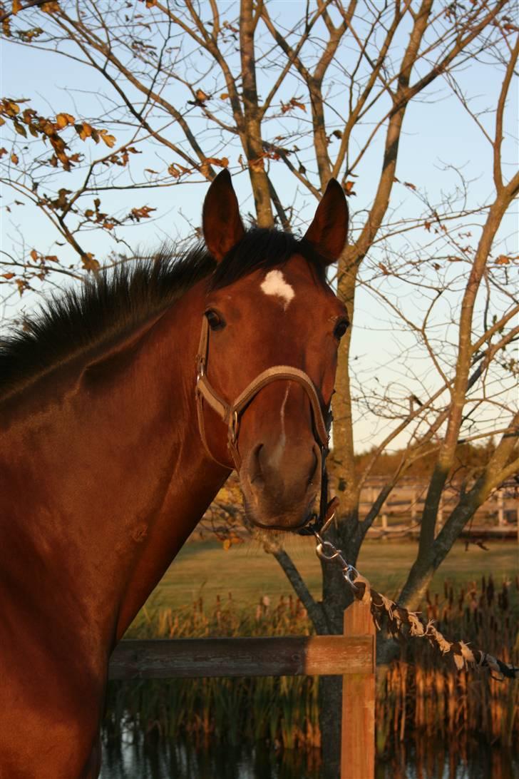 Fuldblod (XX) Duncan xx R.I.P billede 7