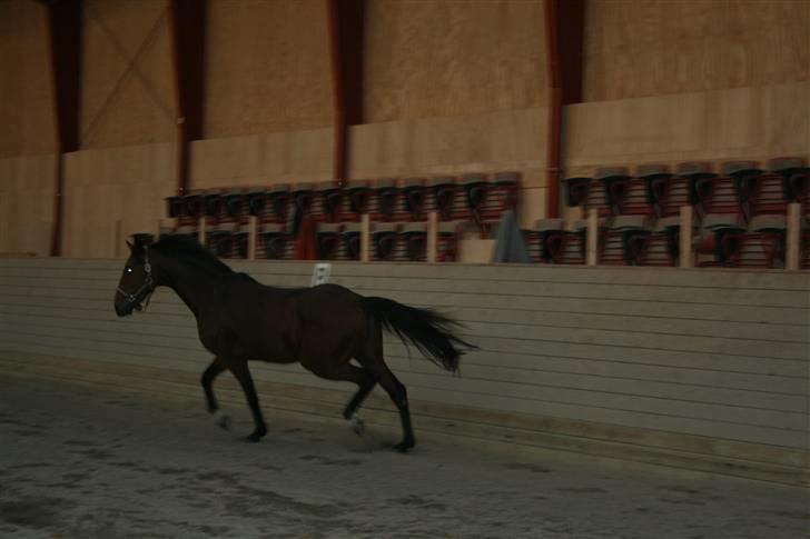 Fuldblod (XX) Duncan xx R.I.P billede 8