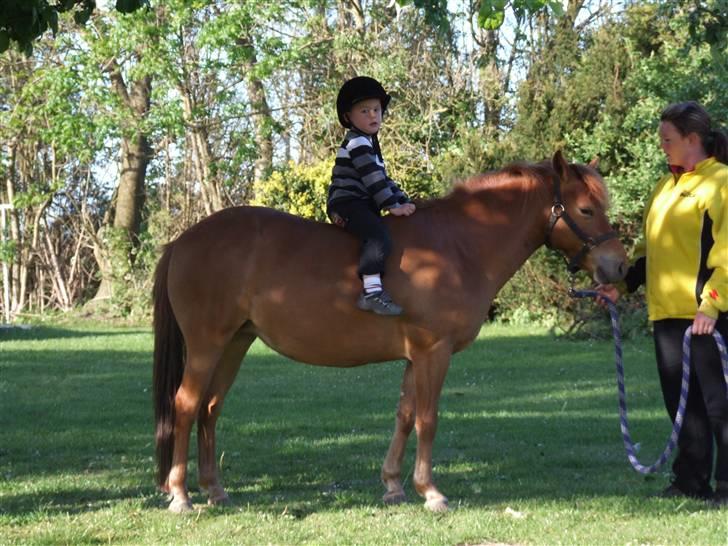 Gotlandsruss Donna solgt - Mathias på 3år på Donna i havn med Enzo i maven:) billede 1