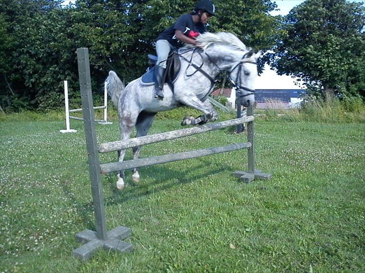 Anden særlig race Aladin *tidl lånepony. - Aladin & NIna :D  billede 17